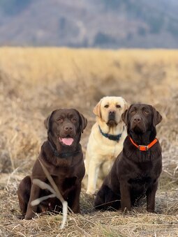 Hnedé šteniatka Labrador s PP - 8
