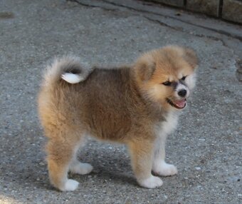 Akita inu - šteniatka s rodokmeňom - 8