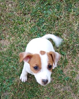 Jack russel teriér - 8