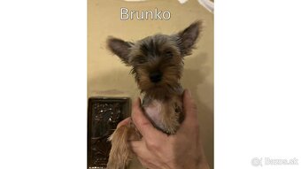 Baricsfarma ponúka na predaj yorkshirských teriérov - 8