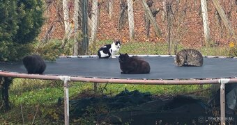 Darujem maciatko / maciatka - 8