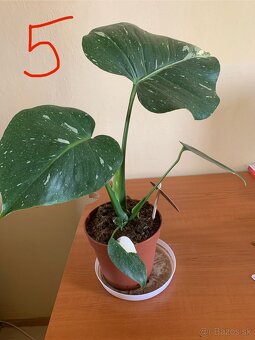 MONSTERA THAI CONSTELLATION - 8