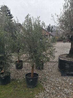 Olivovník bonsai - 8