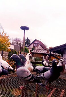 Poštovné holuby - 8