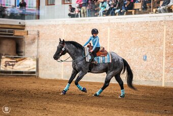 Pripúšťanie Quarter Horse - 8
