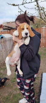 Beagle s PP - 8