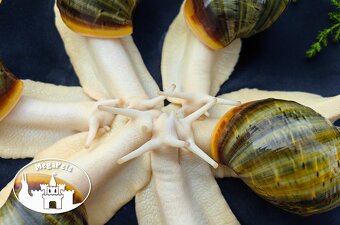 Africké slimáky Archachatina rhodostome / Achatina Snails - 8