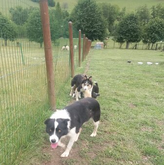 Border kólia - šteniatka - 8
