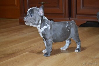 francuzsky buldocek - 8
