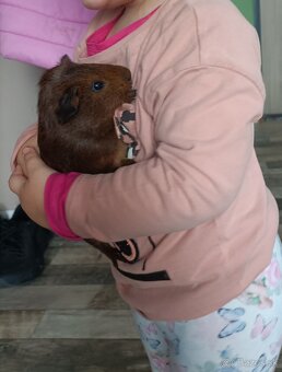 Cistokrvne morčatá - 8