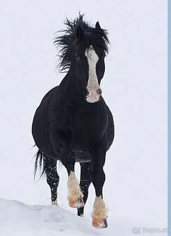 Welsh Cob C, Welsh pony - 8