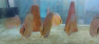 Geophagus, terčovec red melon, tyrkys, checkerboard - 8