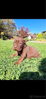Bandog - 8