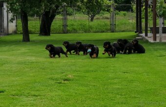 rottweiler, rotwailer, RTW, rotvajler, rotvailer - 8