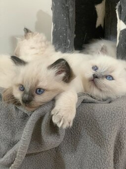 Mačiatka Ragdoll - 8