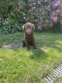 hnědé šteniatka labrador a – pripravené na odber - 8