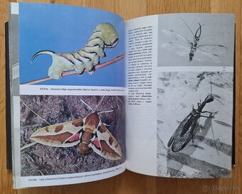 Velky obrazovy atlas hmyzu - 8