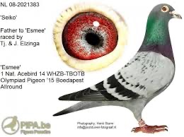 Poštove holuby - 8