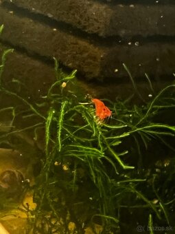 Krevetky | Neocaridina | Bloody Mary - 8
