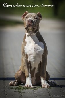 American bully XL/XXL s PP/stafford/pitbull/cane corso - 8