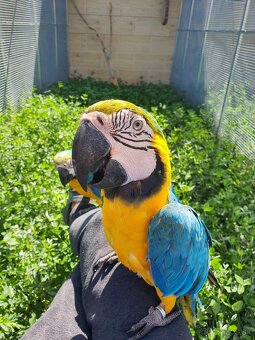 Predám Ara ararauna - 8