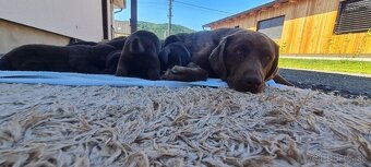 Šteniatka labradora - 8