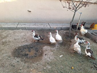 Kačice na predaj - 8