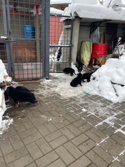 Nemecký ovčiak - 8