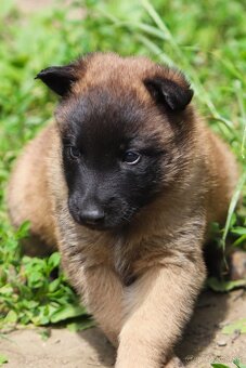 Belgický ovčiak - Malinois s PP, iba sučky - 8