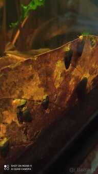 Tylomelania a Neocaridina - 8