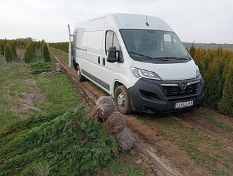 Tuja Smaragd, vavrínovec, červienka - Ružomberok - 8