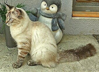 Ragdoll bez PP - 8