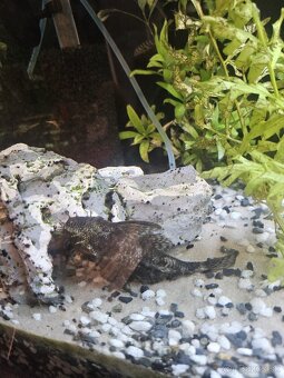 Aqvarium juwel Rio 125 + skrinka - 8