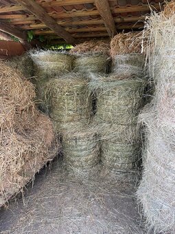 Seno tohtoročné - 8