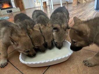 Československý vlčiak - 8