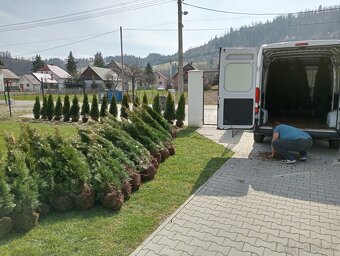 Tuja Smaragd, vavrínovec, červienka - Košice - 8
