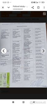 Poštové holuby - 8