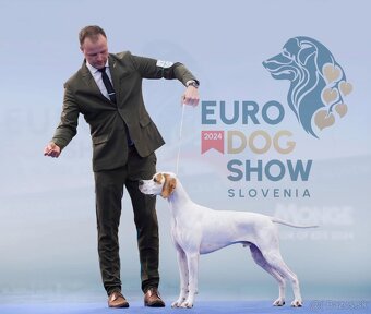 Pointer - anglický pointer - 8