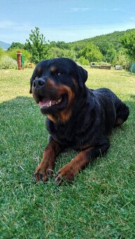 Rottweiler, rotvajler - 8