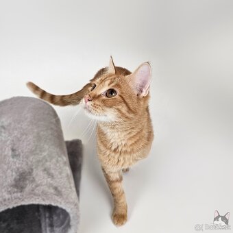 TOBY hľadá domov - 8