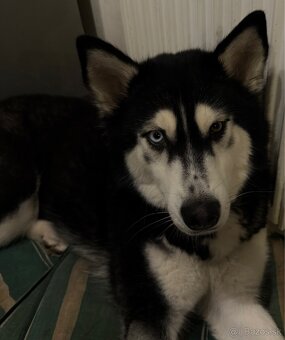 Sibírsky husky Fenka - 8