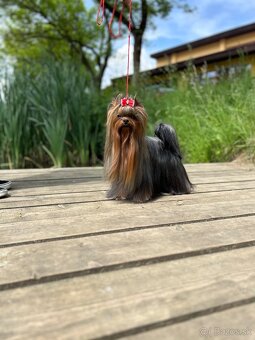 Yorkshire terrier, jork, jorksirsky terrier s PP - 8