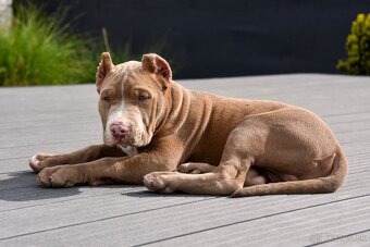 Šteniatka American Bully XL s pp na predaj - 8