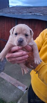 American Bully - 8