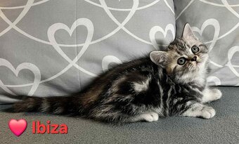 Britské whiskas mačiatka s PP - 8