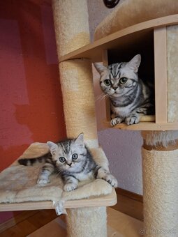 Britské whiskas mačiatka s PP - 8