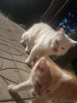 Perzské mačiatko - 8