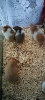 Sýrsky škrečok - 8