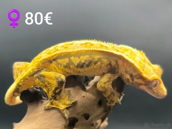 PAGEKON RIASNATY - 8