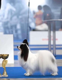 Papillon s rodokmeňom FCI - 8